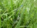 Coenagrion mercuriale castellani